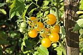 Solanum lycopersicum Golden Currant