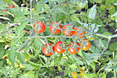 Solanum lycopersicum var. cerasiforme 'Resi'.