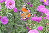 Peacock butterfly