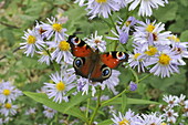 Peacock butterfly