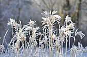 Hoar frost on grasses