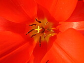 red tulip flower