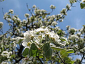 Prunus avium, wild form