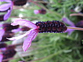 Lavandula stoechas 'Victory'