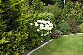 Garden view with hydrangea