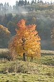 Deciduous tree in autumn