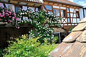 Climbing roses on house wall