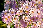 Aster ericoides 'Pink Star'