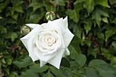 Edelrose, white