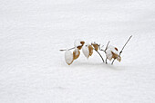 Twig in the snow