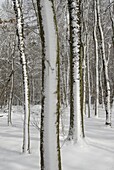 Winterwald - Bäume mit Schnee