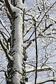 Winterwald - Bäume mit Schnee