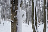 Winterwald - Schneeformation