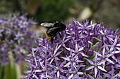 Bumblebee on allium flower
