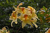 Rhododendron luteum