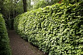 Hornbeam hedge
