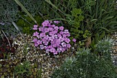 Dianthus nivalis