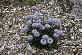 Globularia nudicaulis