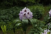 Rhododendron, purple with drawing
