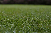 Lawn with dewdrops