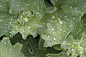 Alchemilla mollis