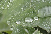 Wassertropfen auf Blatt