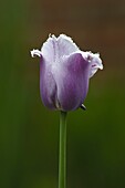 Tulipa crispa, purple