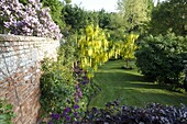 Garden view with laburnum