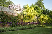 Garden view with laburnum