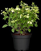 Hydrangea paniculata 'Prim White'®