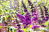 Buddleja davidii 'Royal Red'