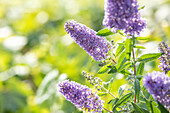 Buddleja davidii BUZZ™ 'Sky Blue'®