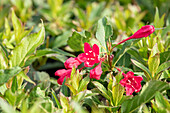 Weigela 'Red Prince'