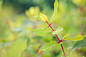 Lonicera caerulea var. kamtschatica