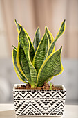 Sansevieria trifasciata var. laurentii