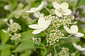 Hydrangea paniculata 'Prim White'®