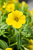 Calibrachoa, yellow