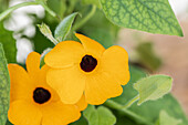 Thunbergia alata, golden yellow