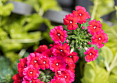 Verbena hybriden, hängend, rot