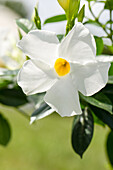 Mandevilla sanderi, weiß