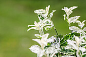 Euonymus fortunei 'Harlequin'