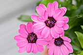 Osteospermum ecklonis, rosa