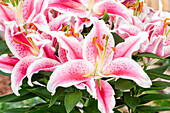 Lilium Oriental, rosa-weiß