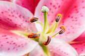 Lilium Oriental, rosa-weiß