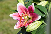 Lilium Hybriden