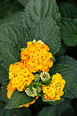 Lantana camara, gelb