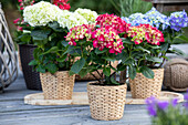 Hydrangea macrophylla, red