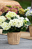 Hydrangea macrophylla, weiß