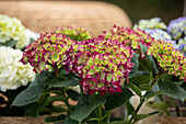 Hydrangea macrophylla, red