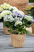 Hydrangea macrophylla, blau